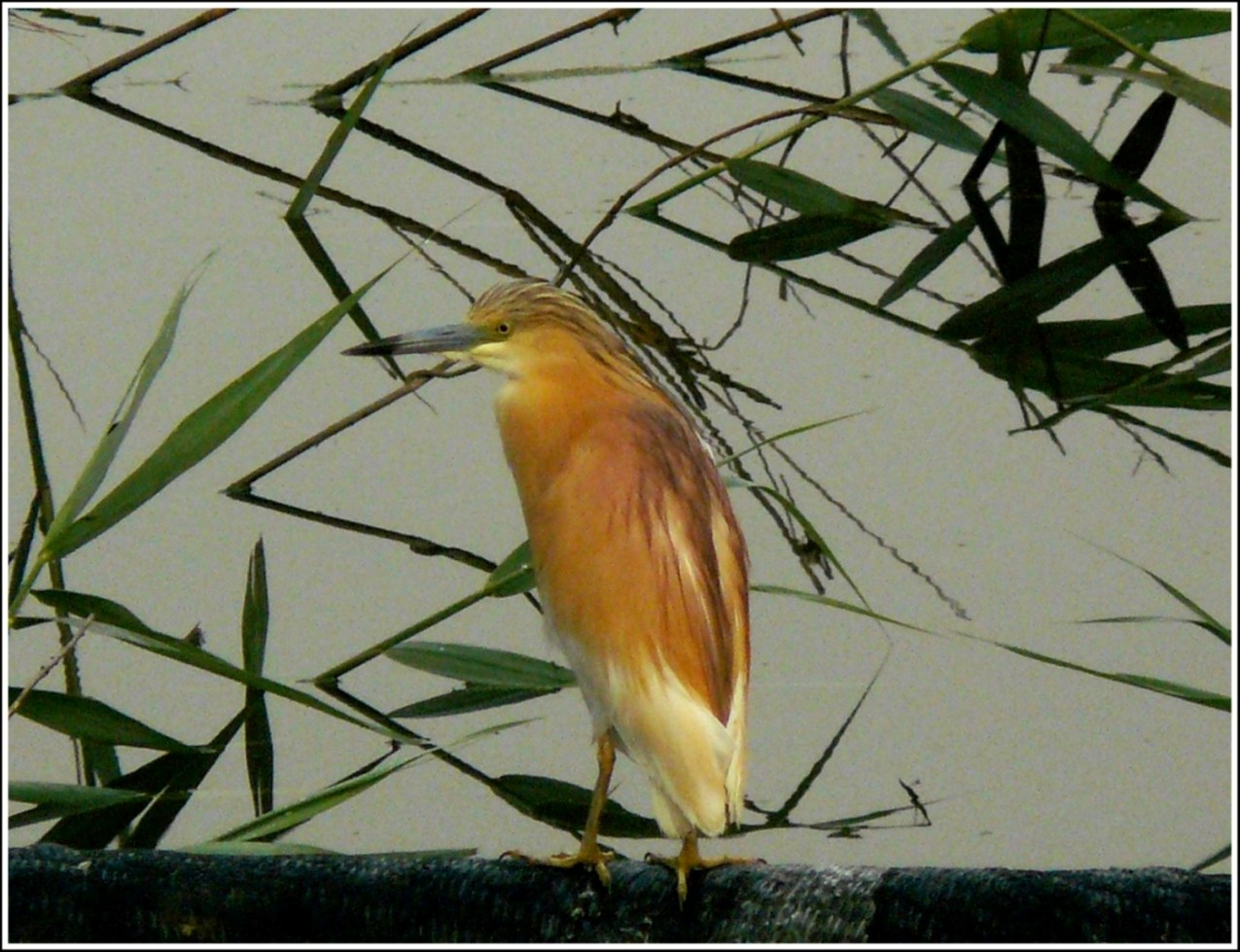 Sgarza ciuffetto